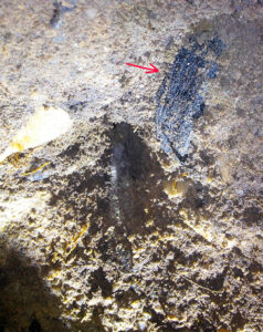 Mining of moldavites - moldavite in sediments